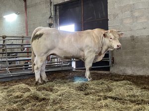 Sélection de taureaux Charolais présentée dans le nouveau catalogue